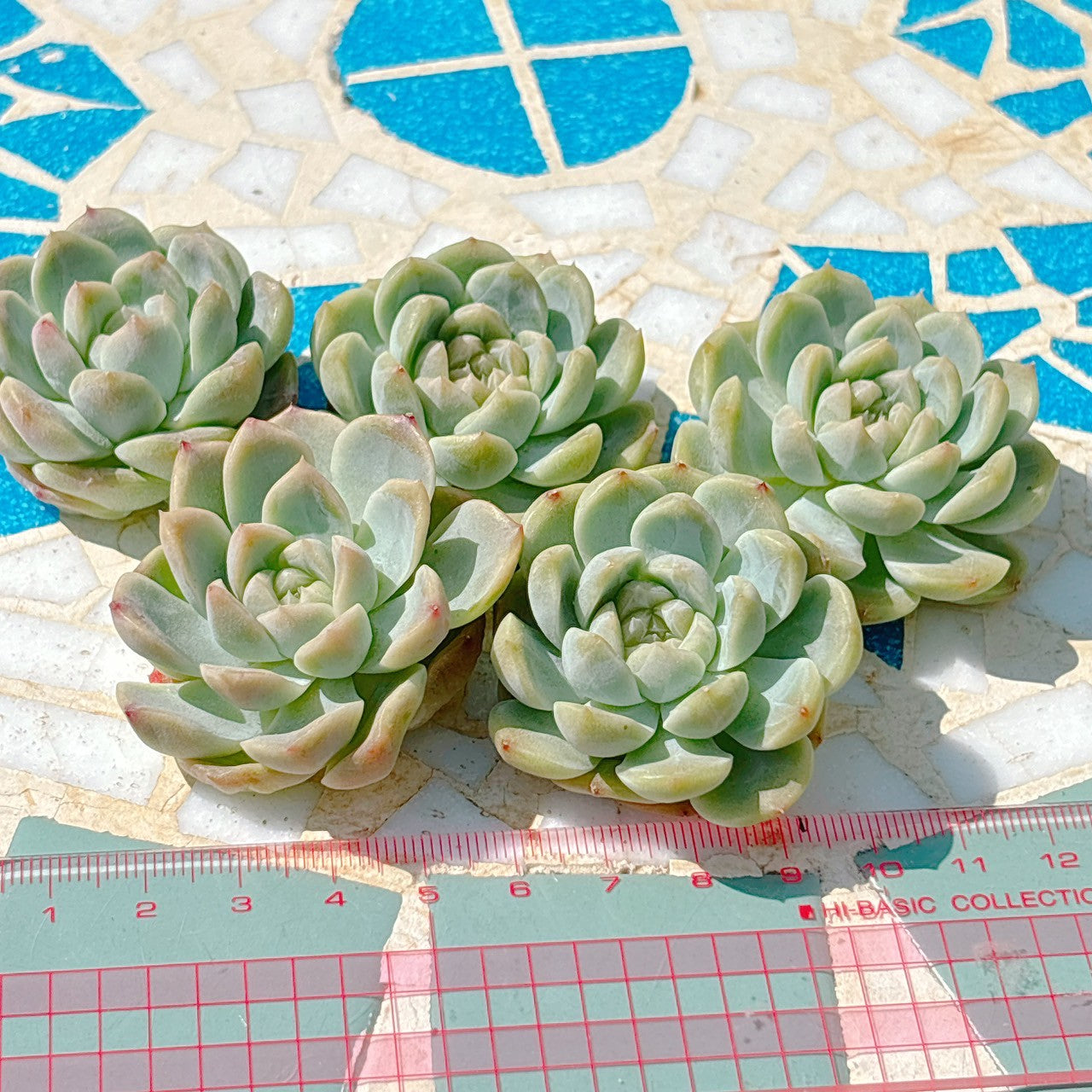 アイスダイヤモンド　A品