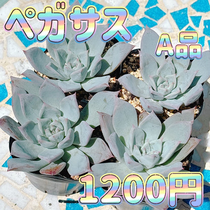 ペガサス A品