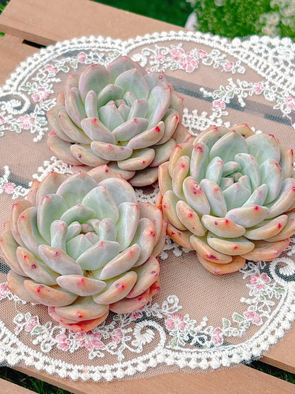 アリエル　特級品