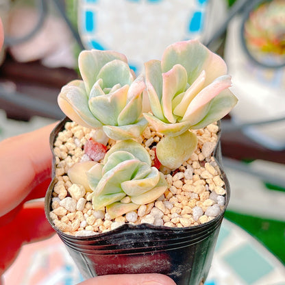 ラブリーローズ錦　A品　032