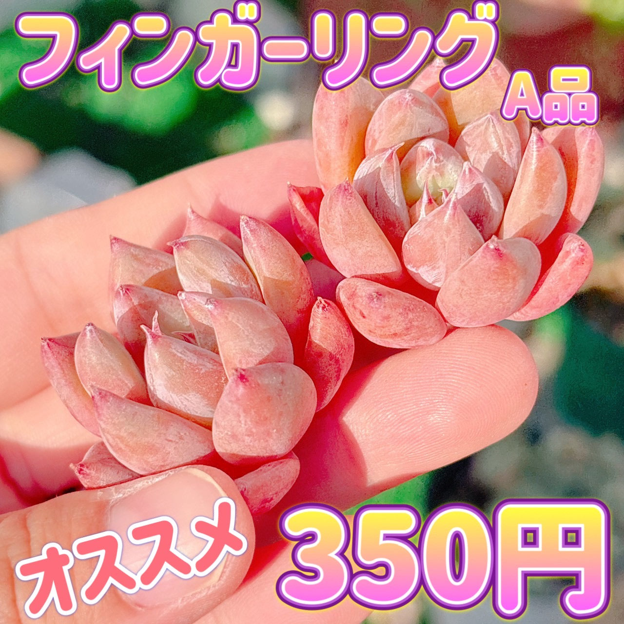 フィンガーリング　A品