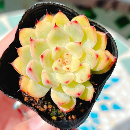 鬼ホタル　特級品　28