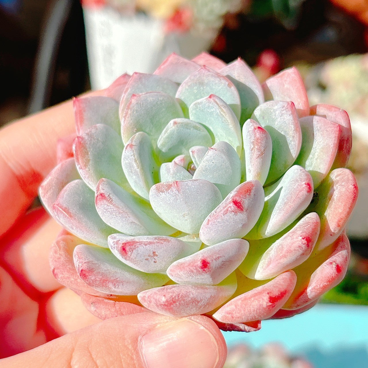 シックモンロー 特級品 – Bull Succulent