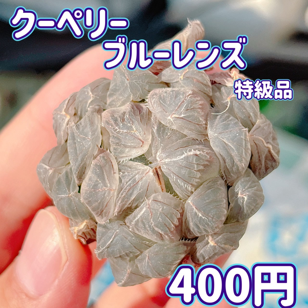 クーペリーブルーレンズ　特級品