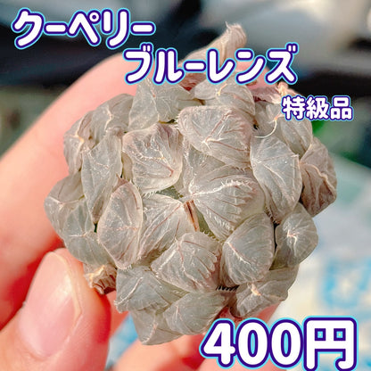 クーペリーブルーレンズ　特級品