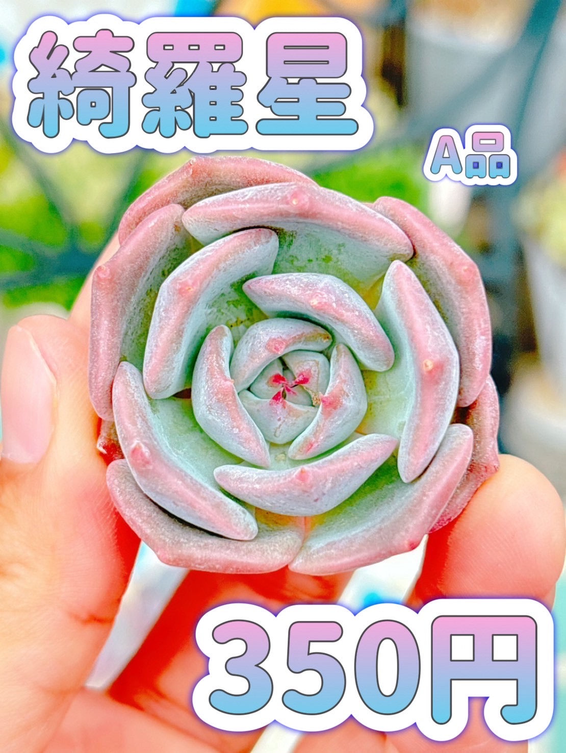 綺羅星　A品