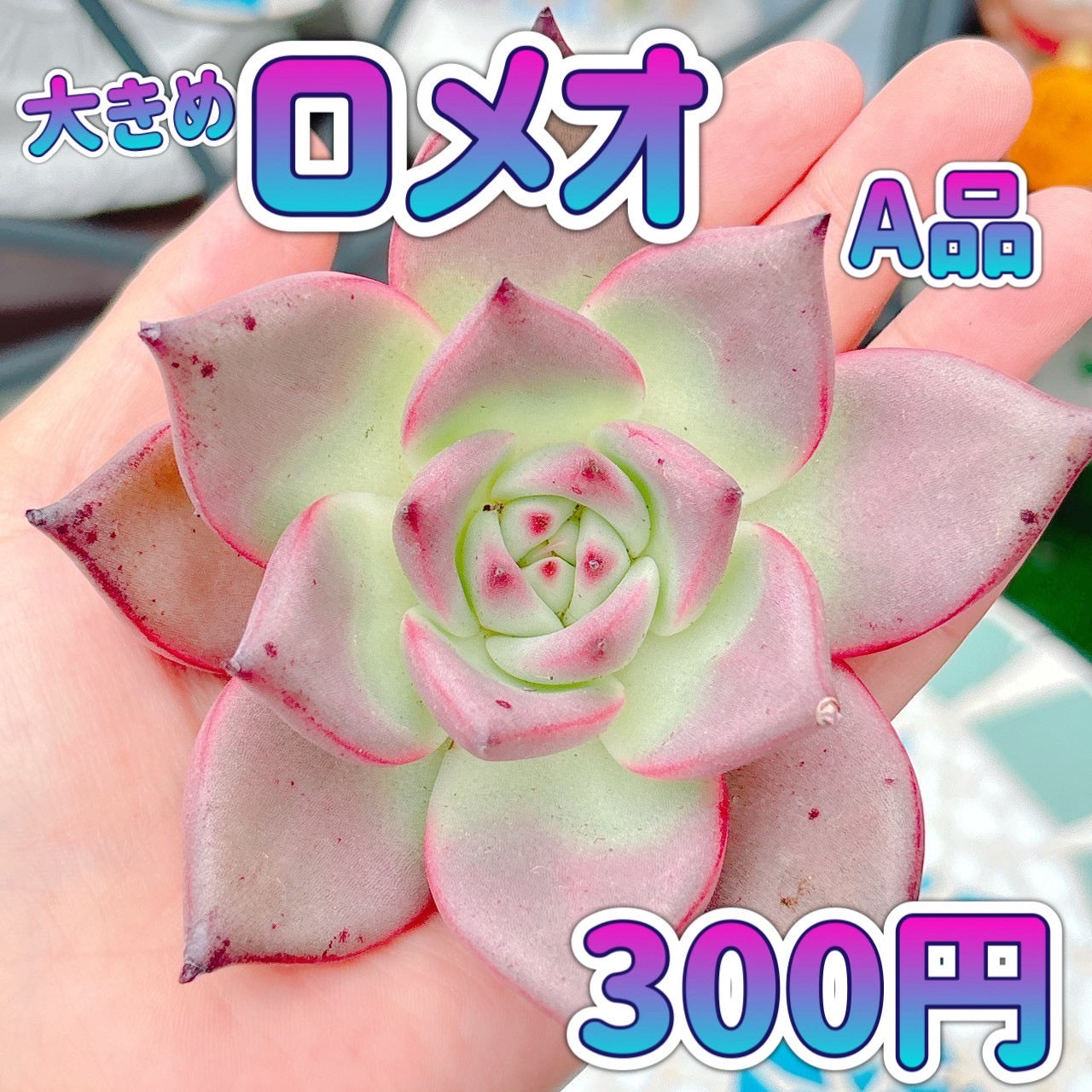 ロメオ　A品