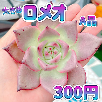 ロメオ　A品