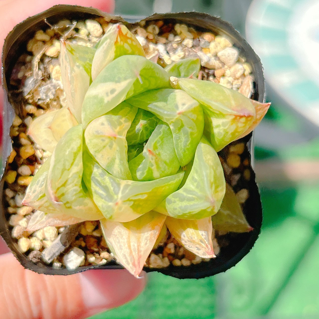 宝草錦　A品　40