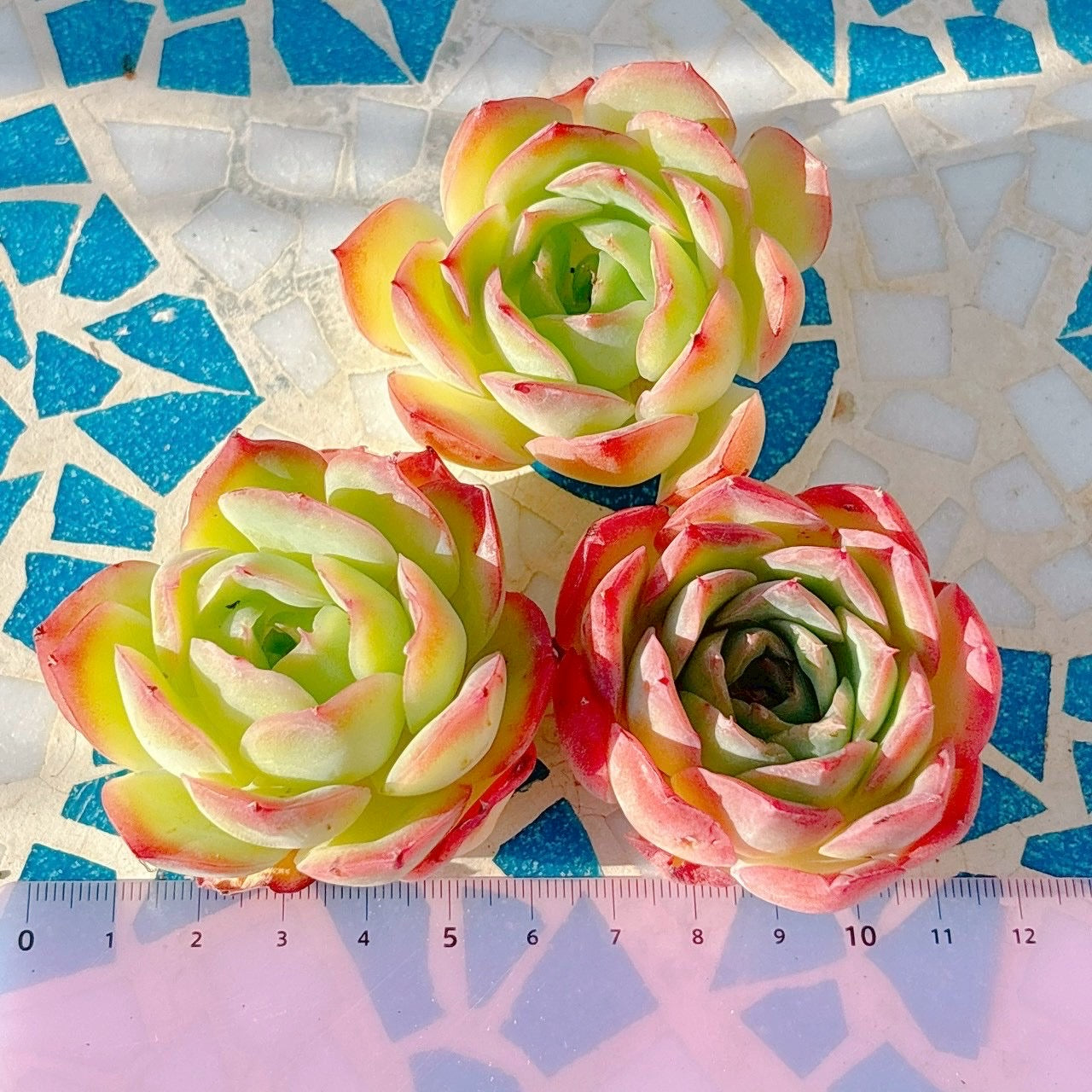 ティルジエンド　A品