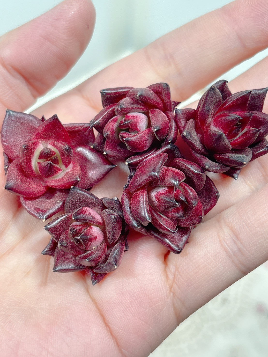 多肉植物の販売・通販サイト | Bull Succulent(ブルサキュレント)