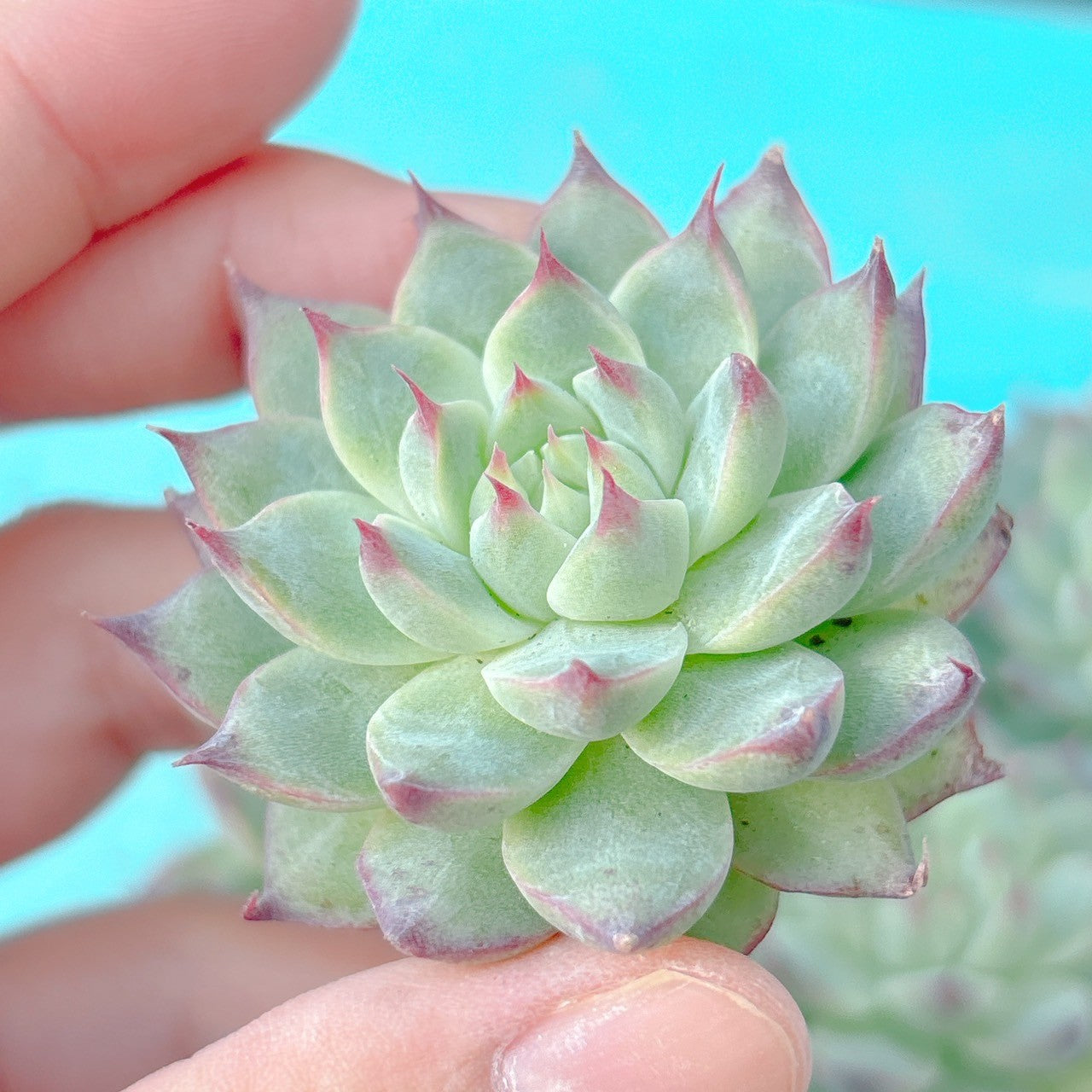 シャオ A品 – Bull Succulent
