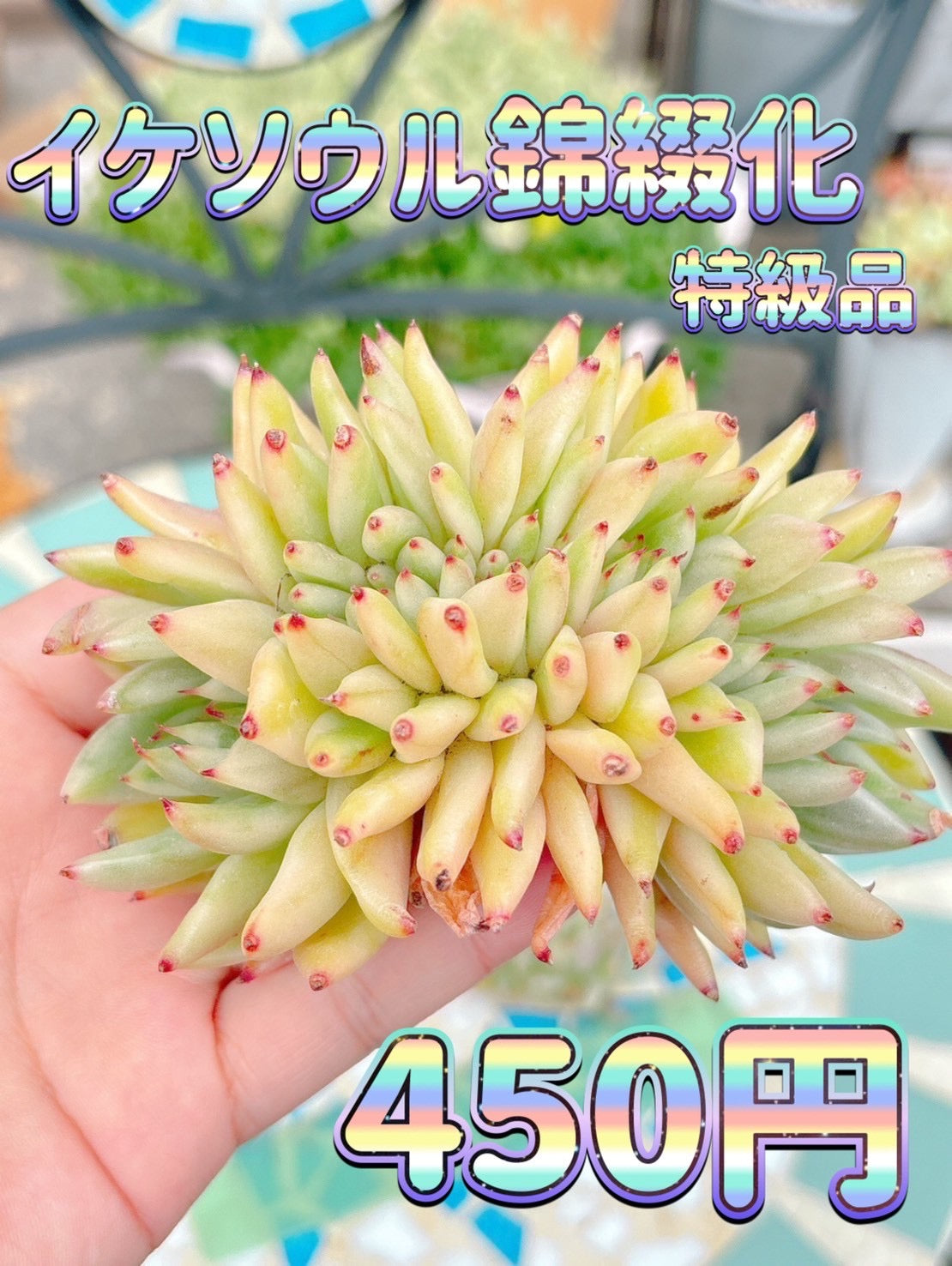 イケソウル錦綴化　特級品