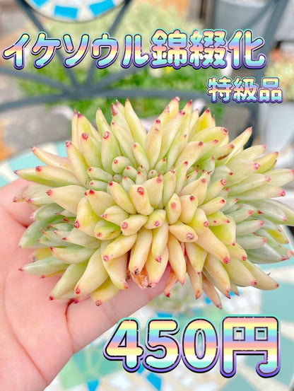 イケソウル錦綴化　特級品