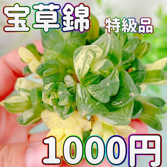 宝草錦　特級品