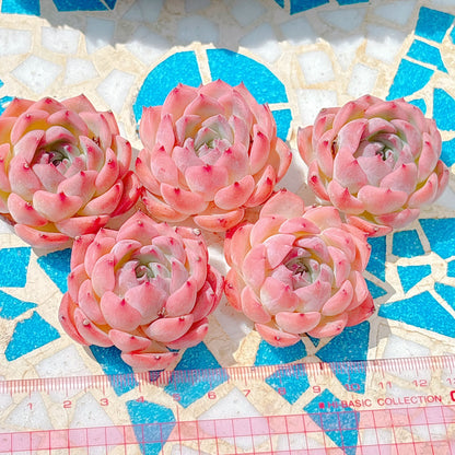 カンティクル×ピンクザラゴーサ　特級品