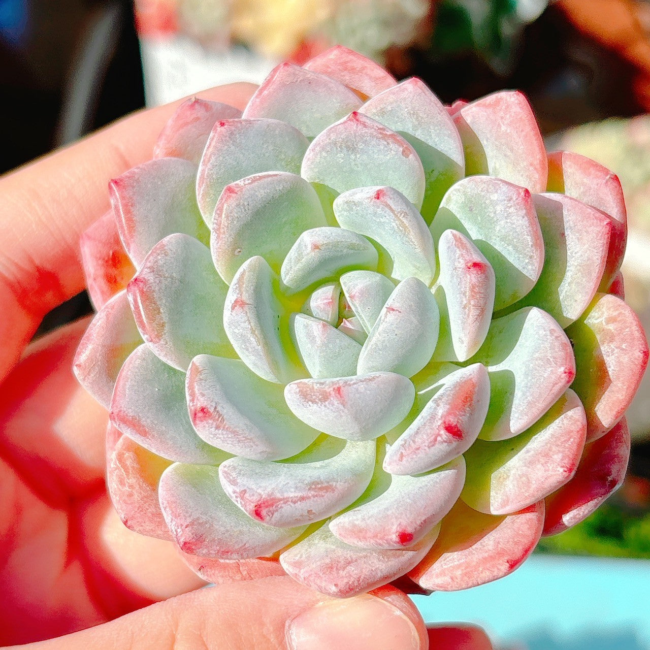 シックモンロー 特級品 – Bull Succulent
