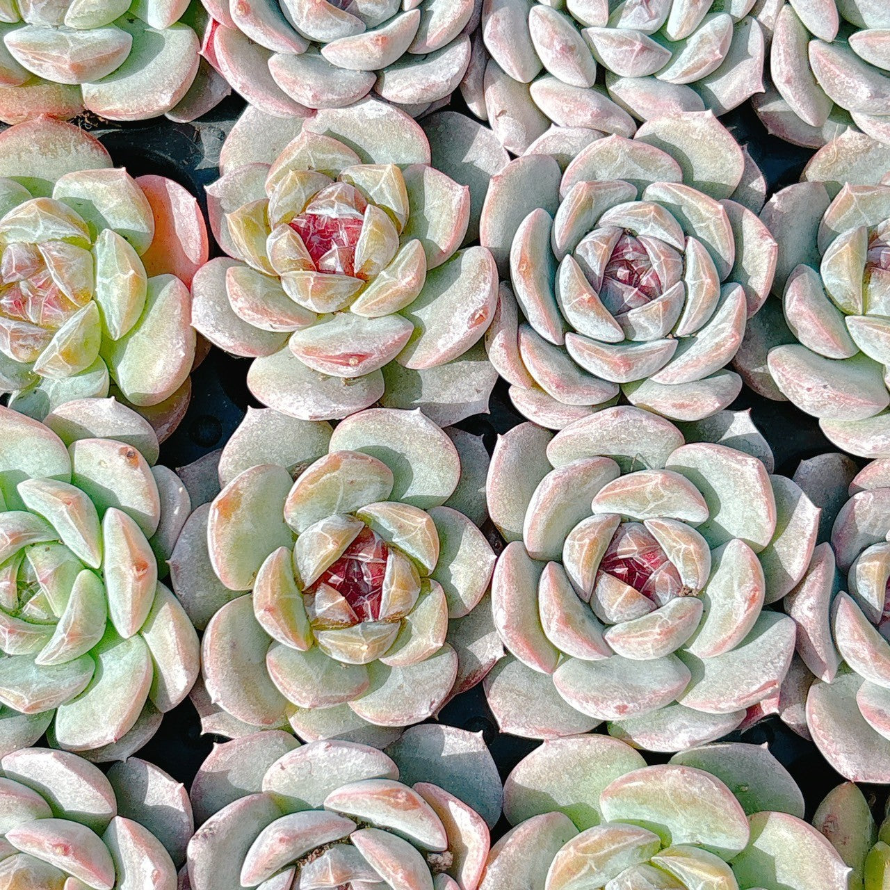 ストロベリーボボ A品 プラグ苗 – Bull Succulent