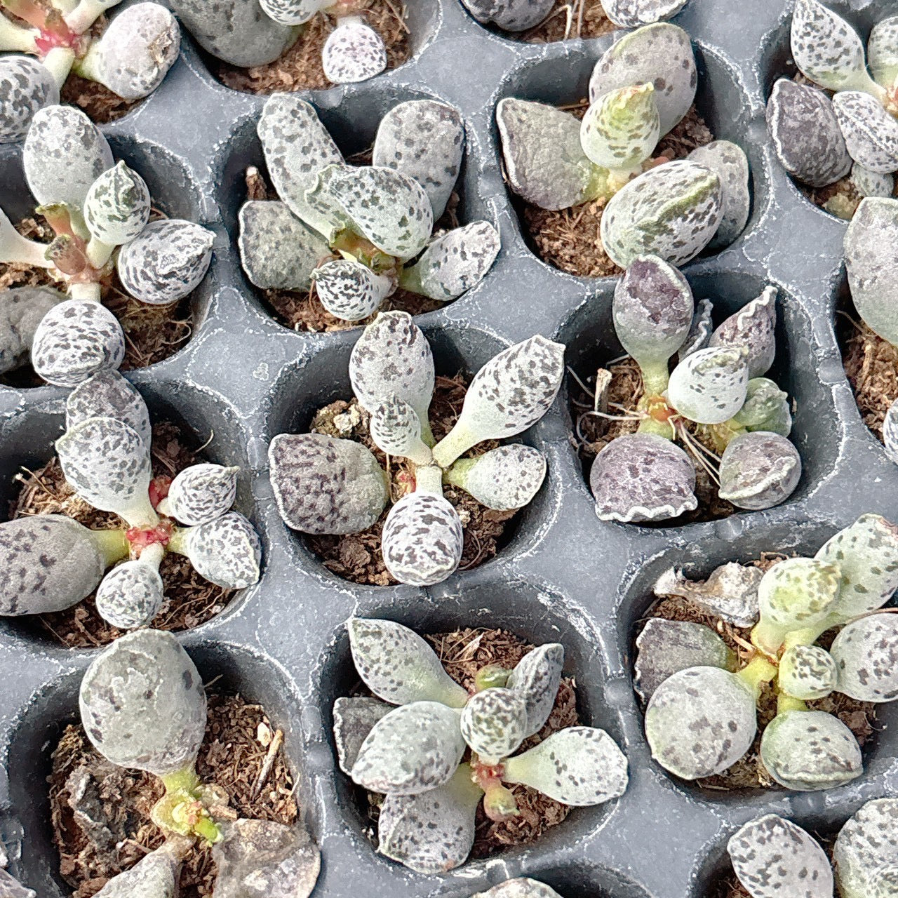 確認用　多肉植物 多肉植物 白鷺(5頭から) 新入荷 | るる農園~多肉植物専門