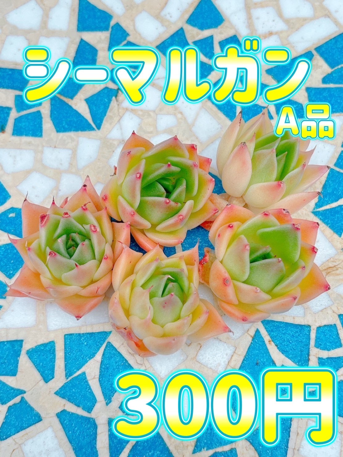 シーマルガン　A品