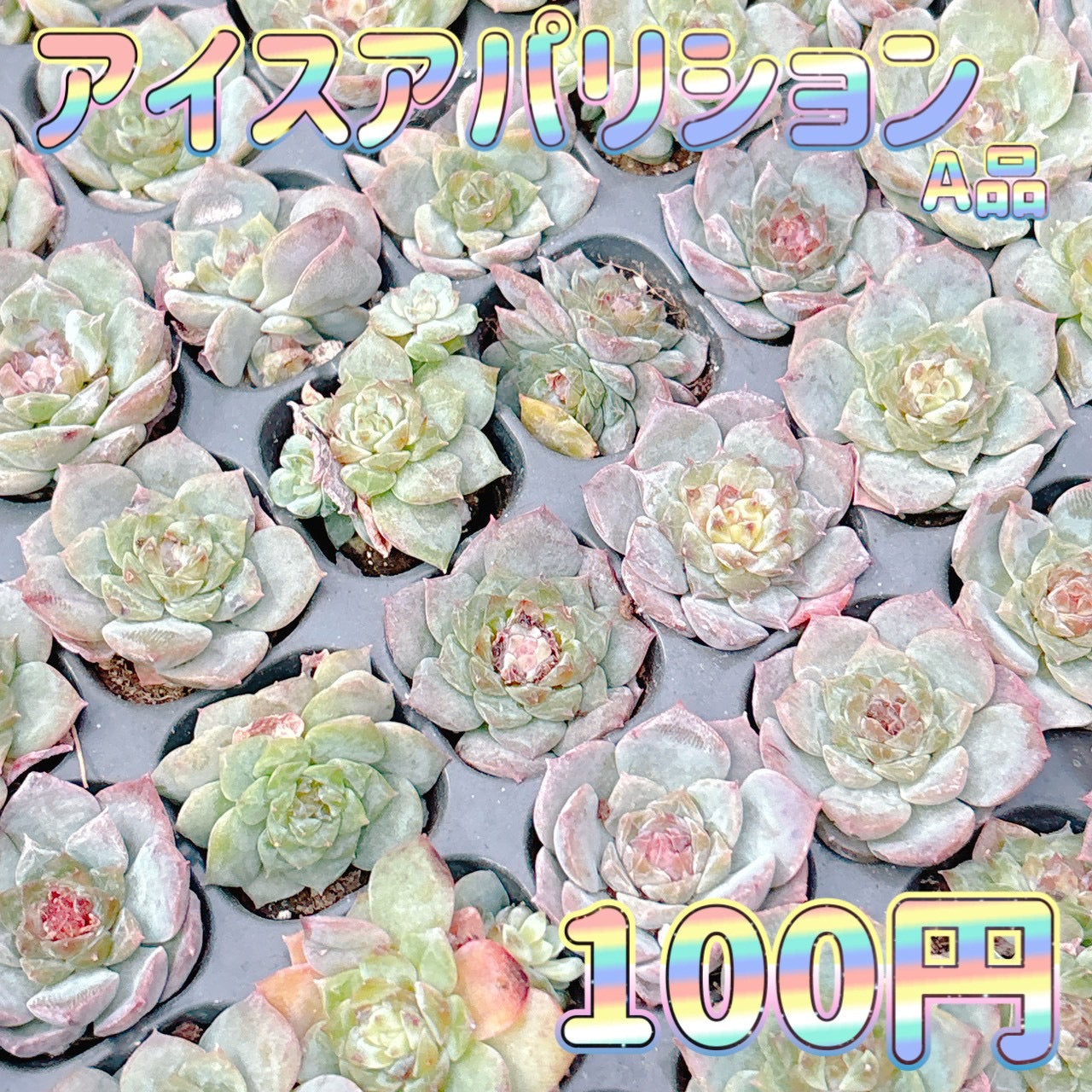 多肉植物の販売・通販サイト | Bull Succulent(ブルサキュレント)