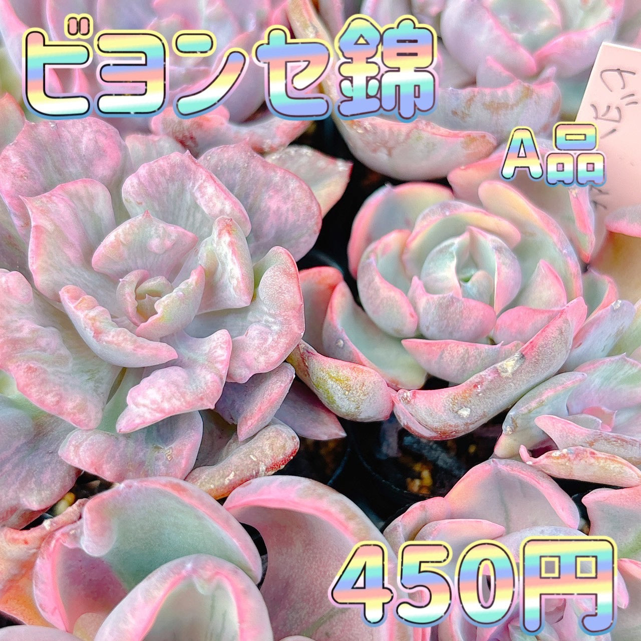 ビヨンセ錦　A品