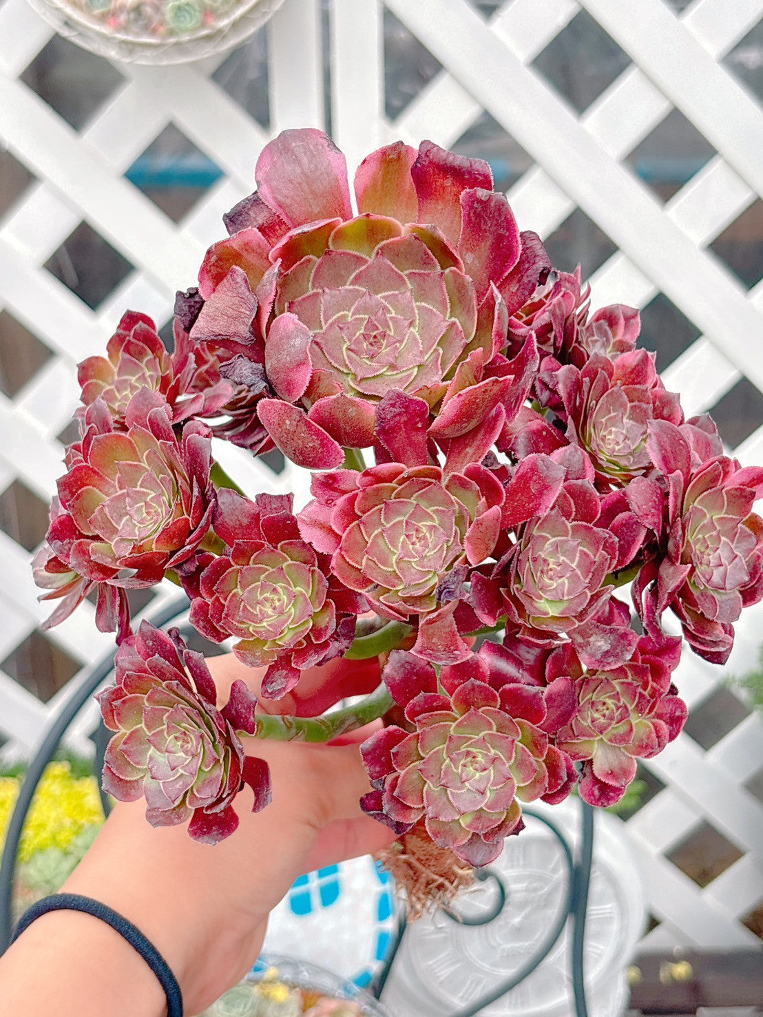 花火群生　特級品