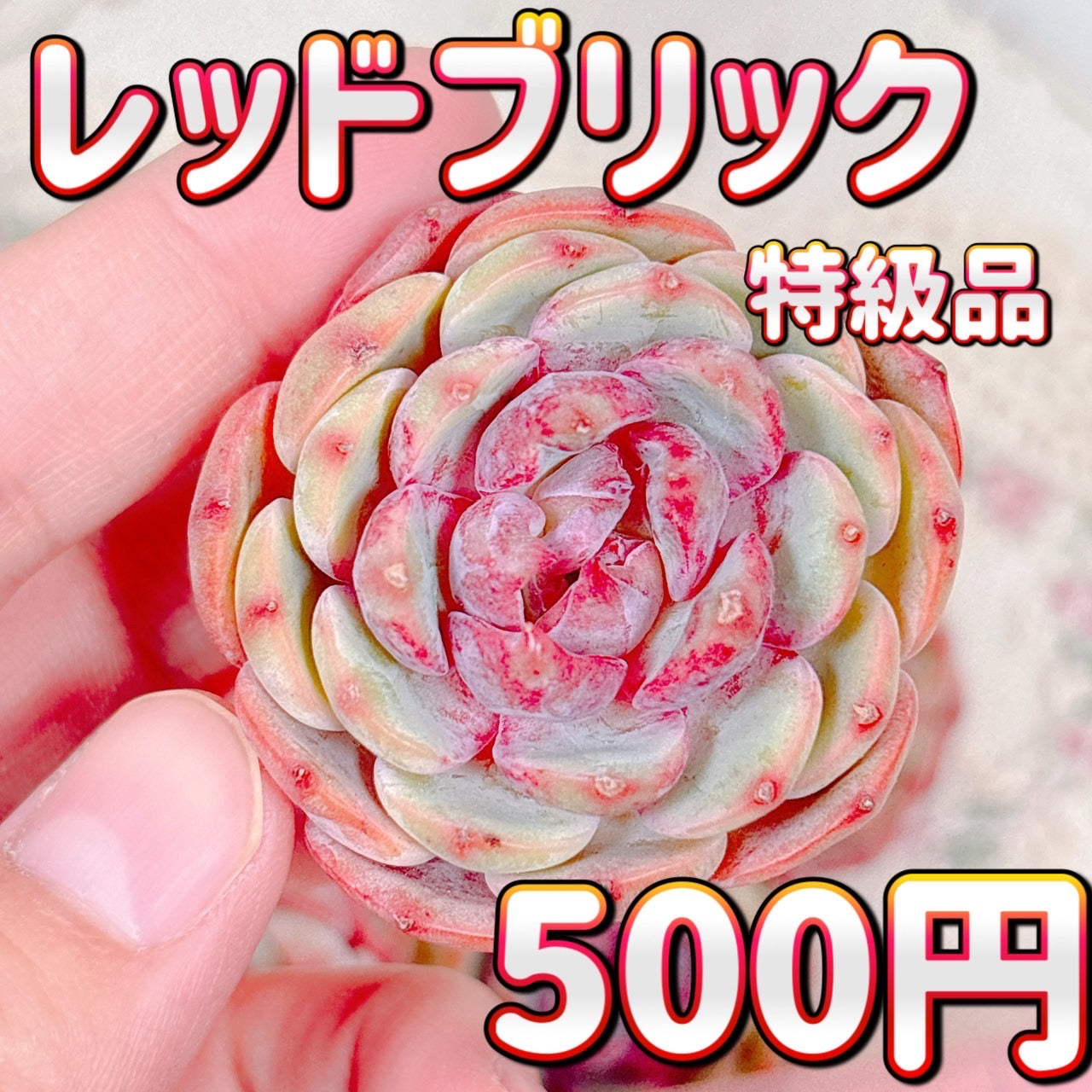 多肉植物の販売・通販サイト | Bull Succulent(ブルサキュレント)