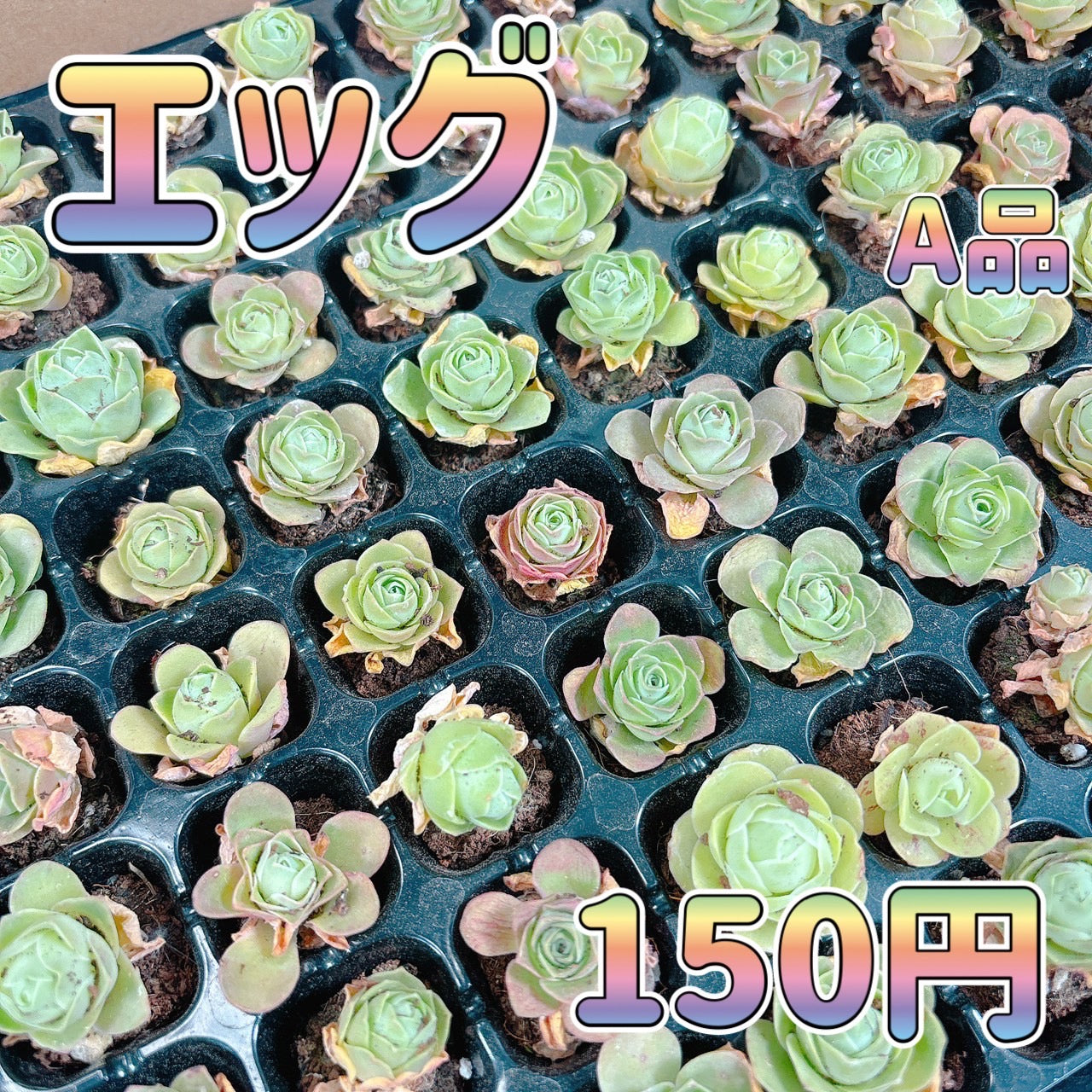 商品一覧 – Page 3 – Bull Succulent 商品一覧 – Page 3 – Bull Succulent