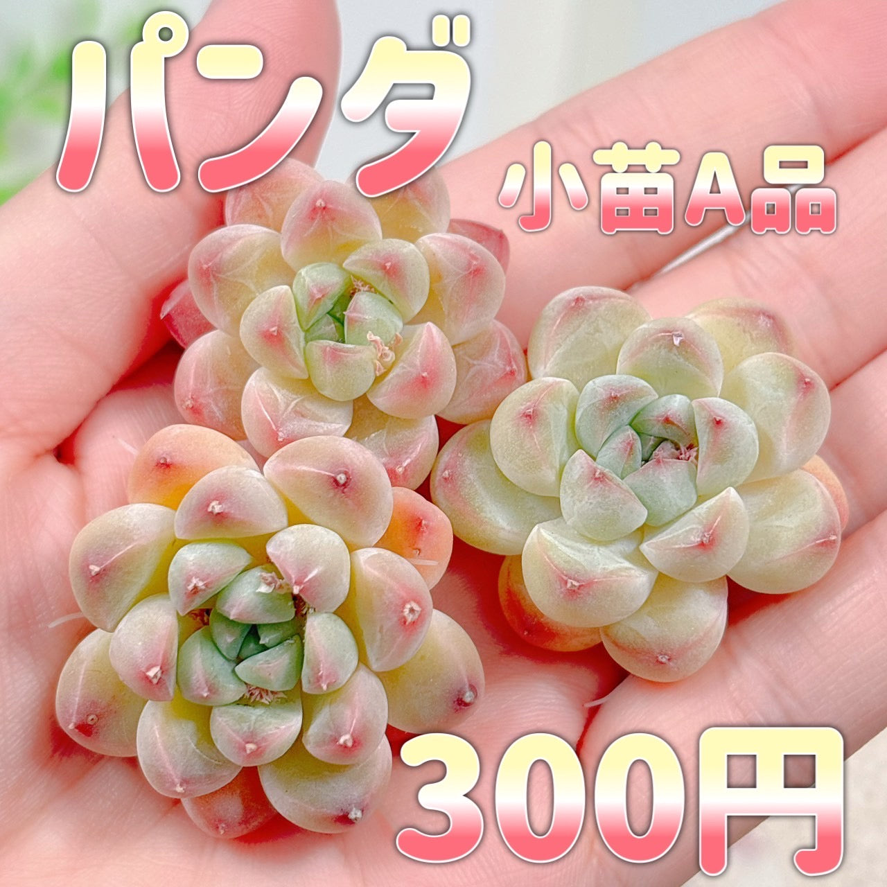 エケベリア – Bull Succulent