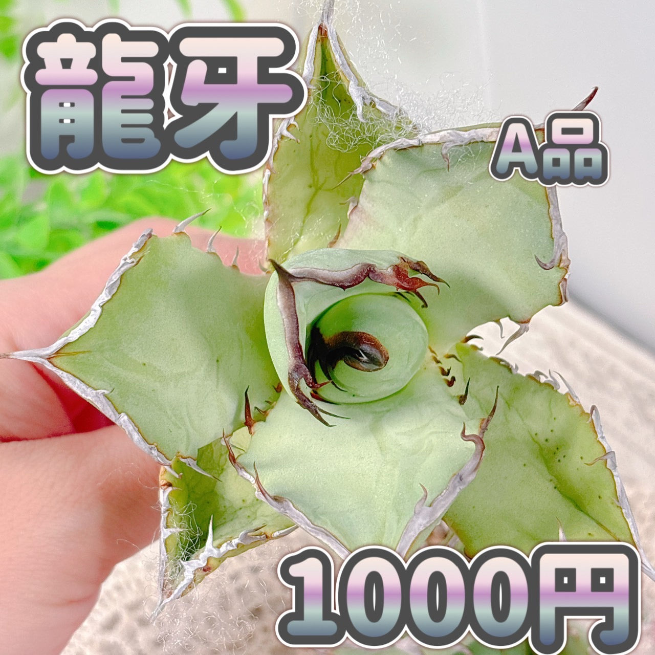 Shuji | @ishecolle_shop さんで購入させていただいた
