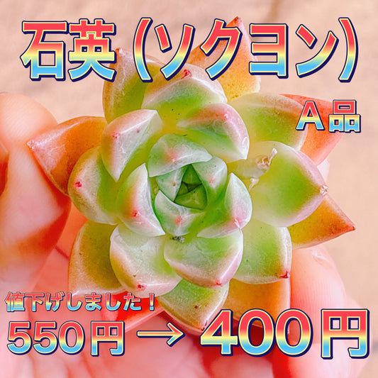 石英（ソクヨン）　A品　カット苗