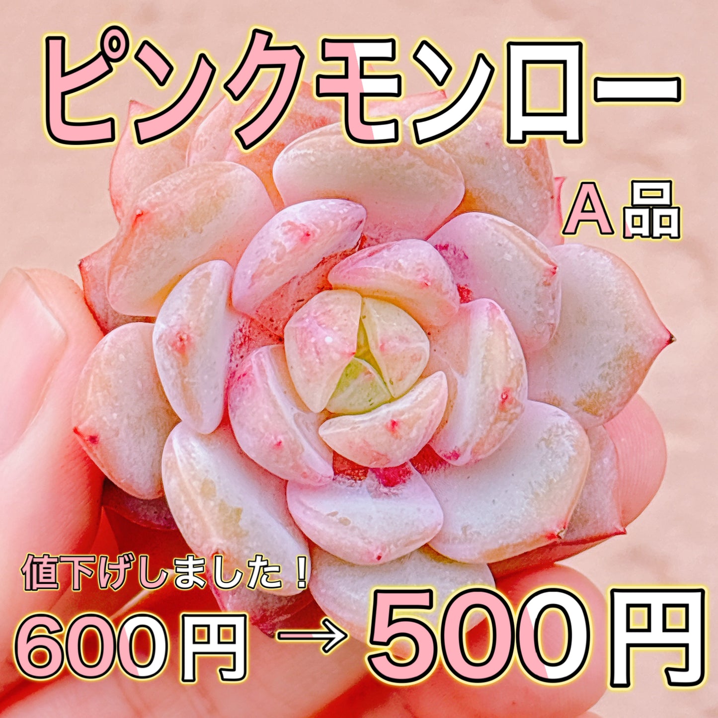 ピンクモンロー　A品　カット苗
