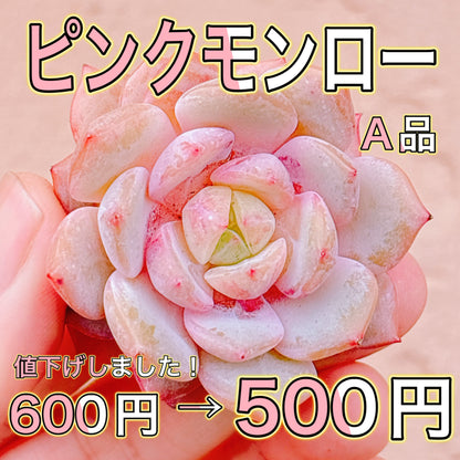 ピンクモンロー　A品　カット苗