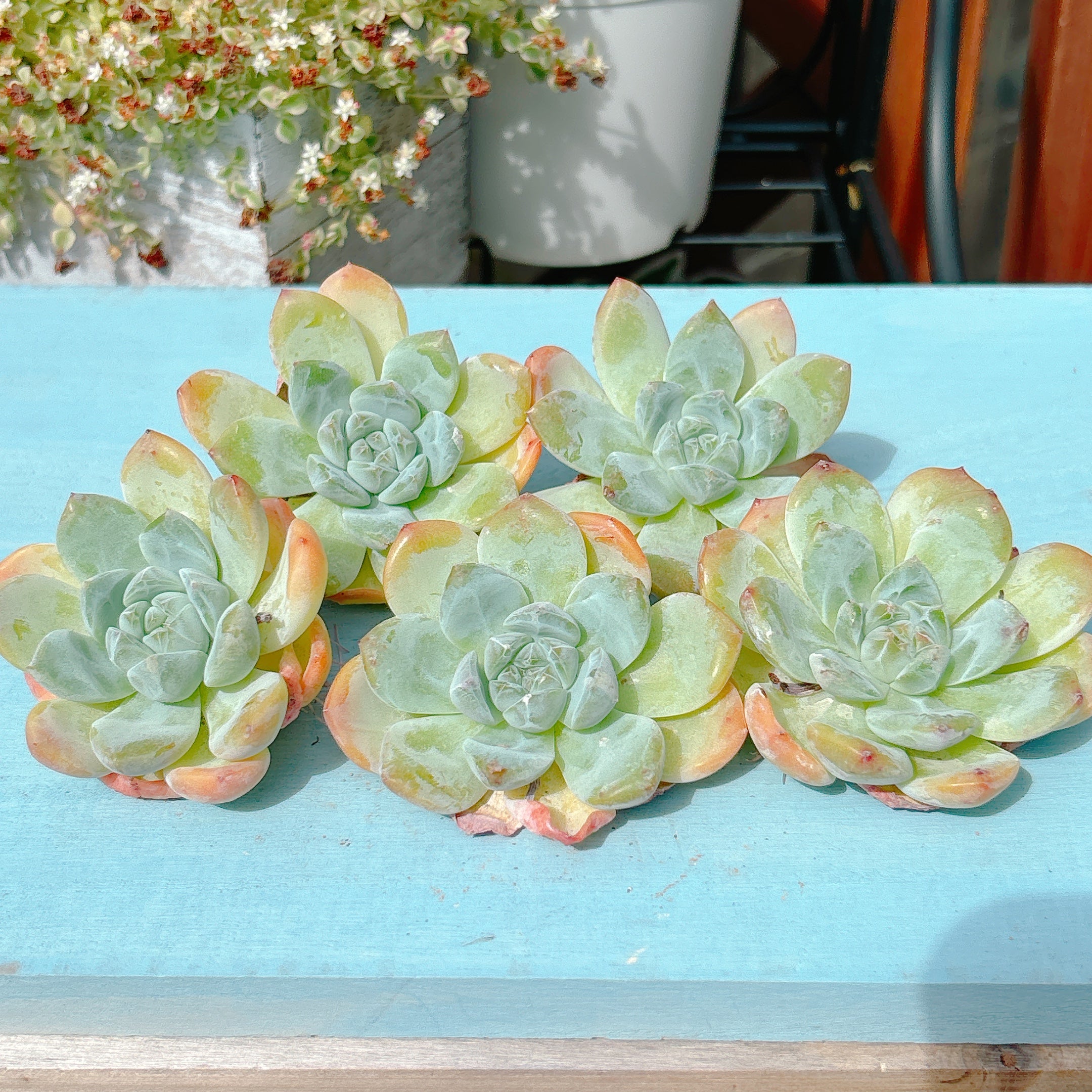 キャンディハート A品 – Bull Succulent