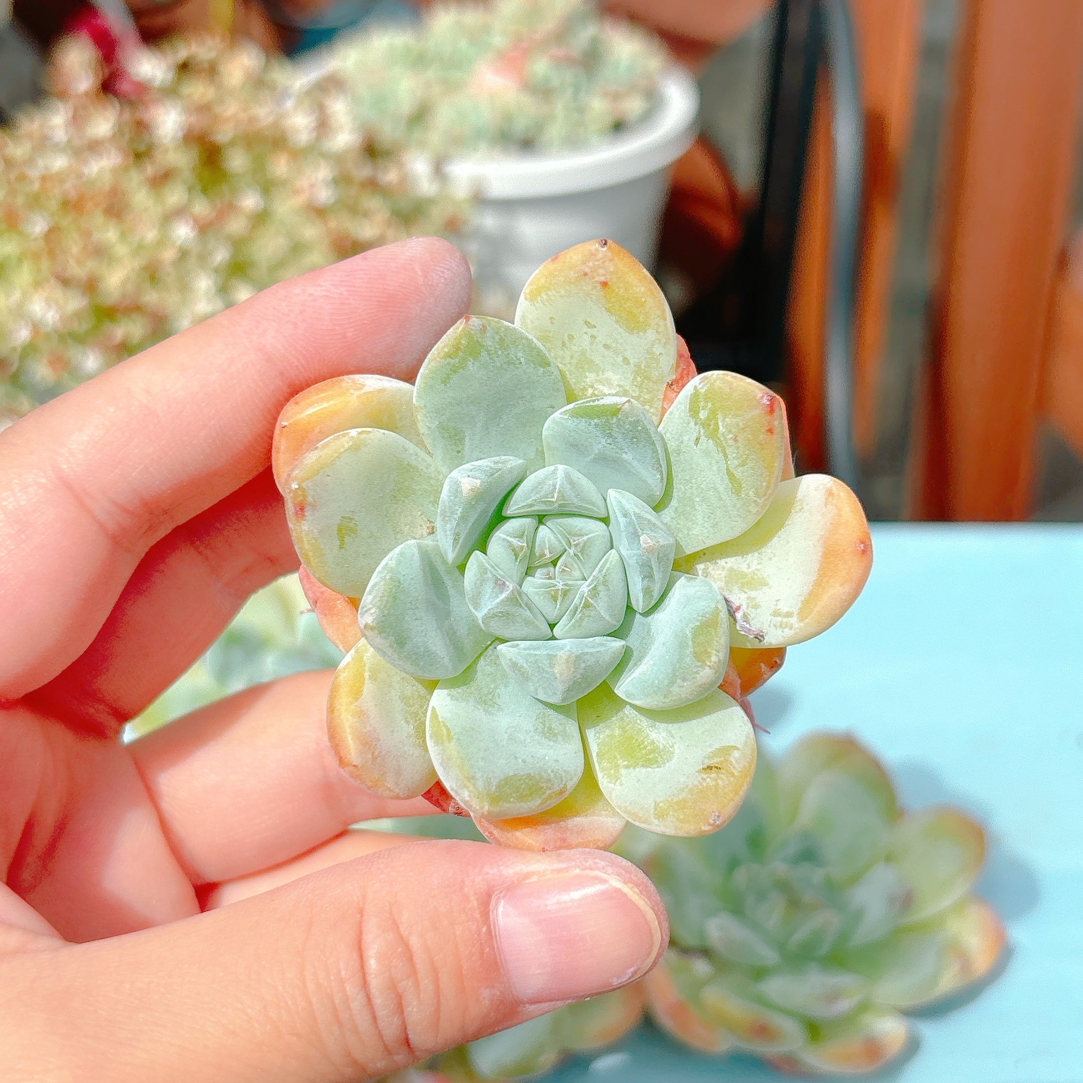 キャンディハート A品 – Bull Succulent