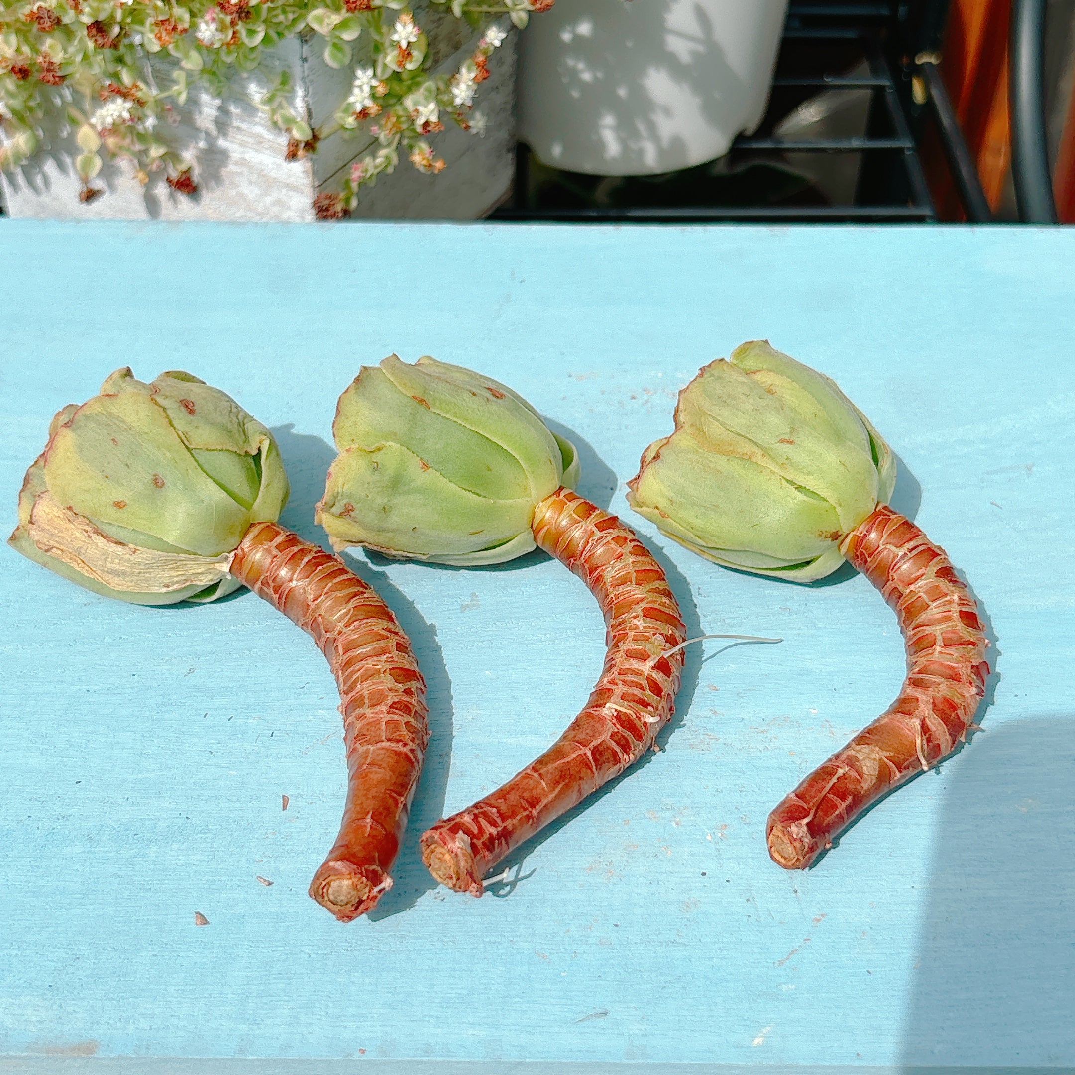 グリーンビーンペースト A品 – Bull Succulent