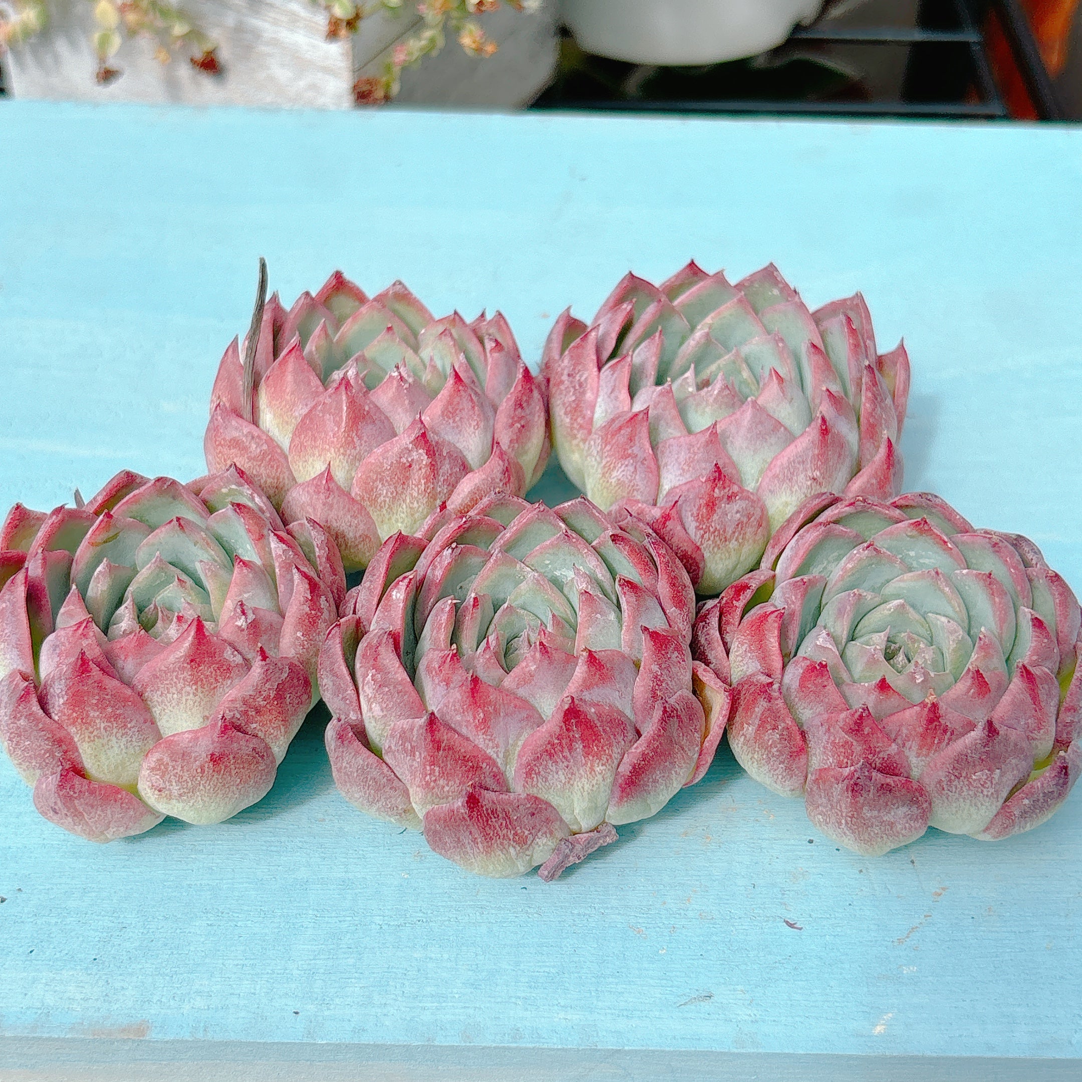 ピンククリスタルローズ 特級品 – Bull Succulent