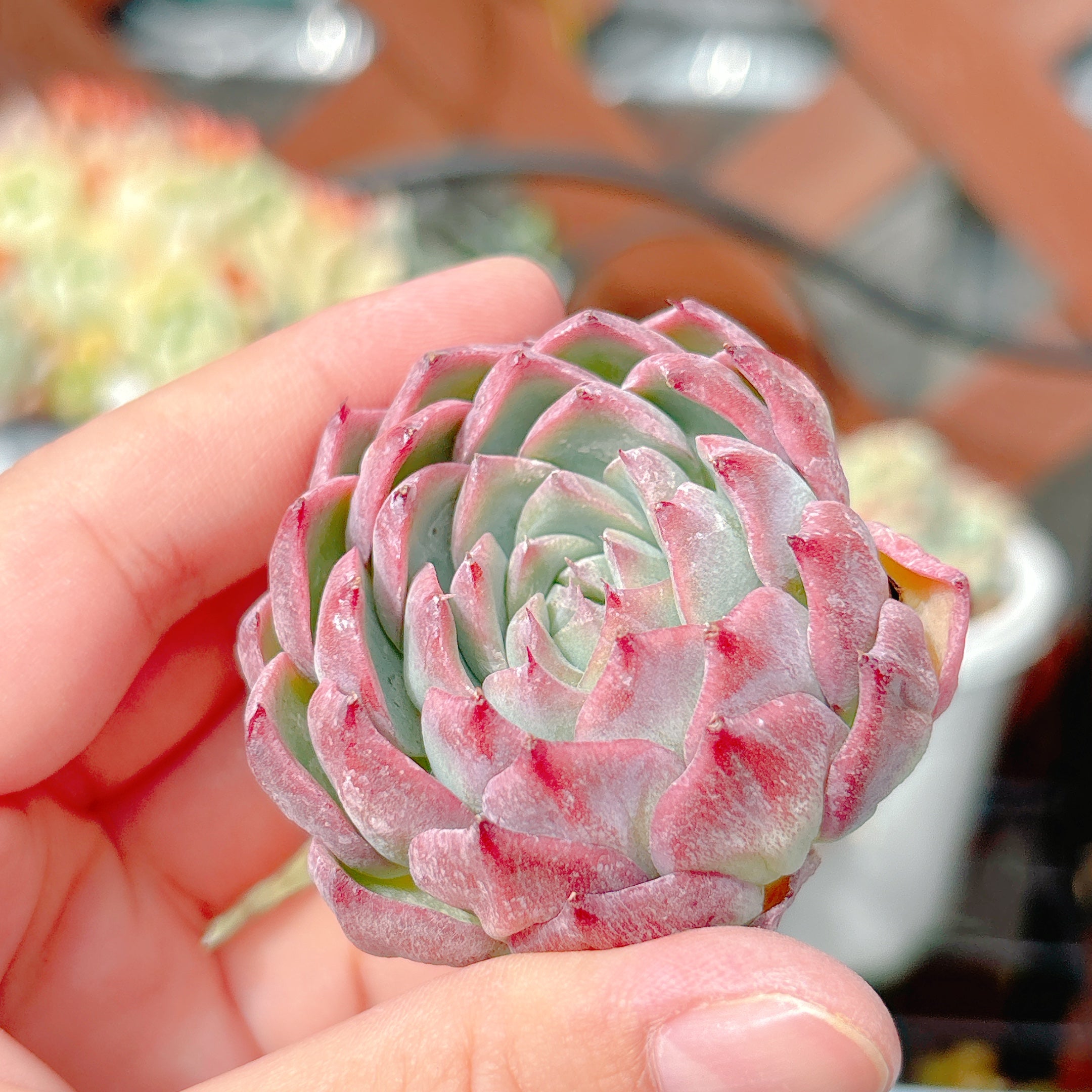 ピンククリスタルローズ 特級品 – Bull Succulent