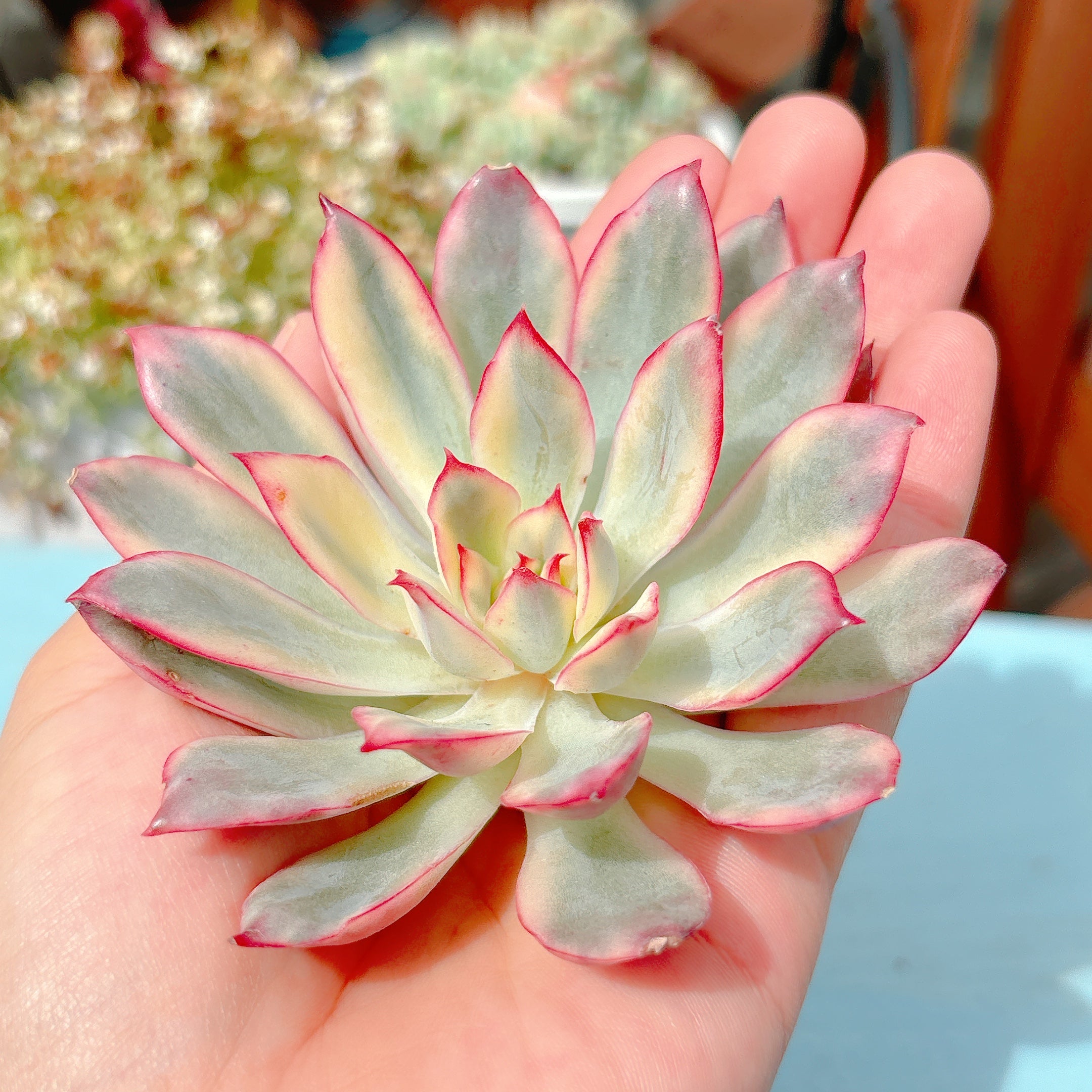 多肉植物   ムーンガドニス覆輪錦 多肉植物 ムーンガドニス覆輪錦 多肉植物】ムーンガドニス - PukuPuku