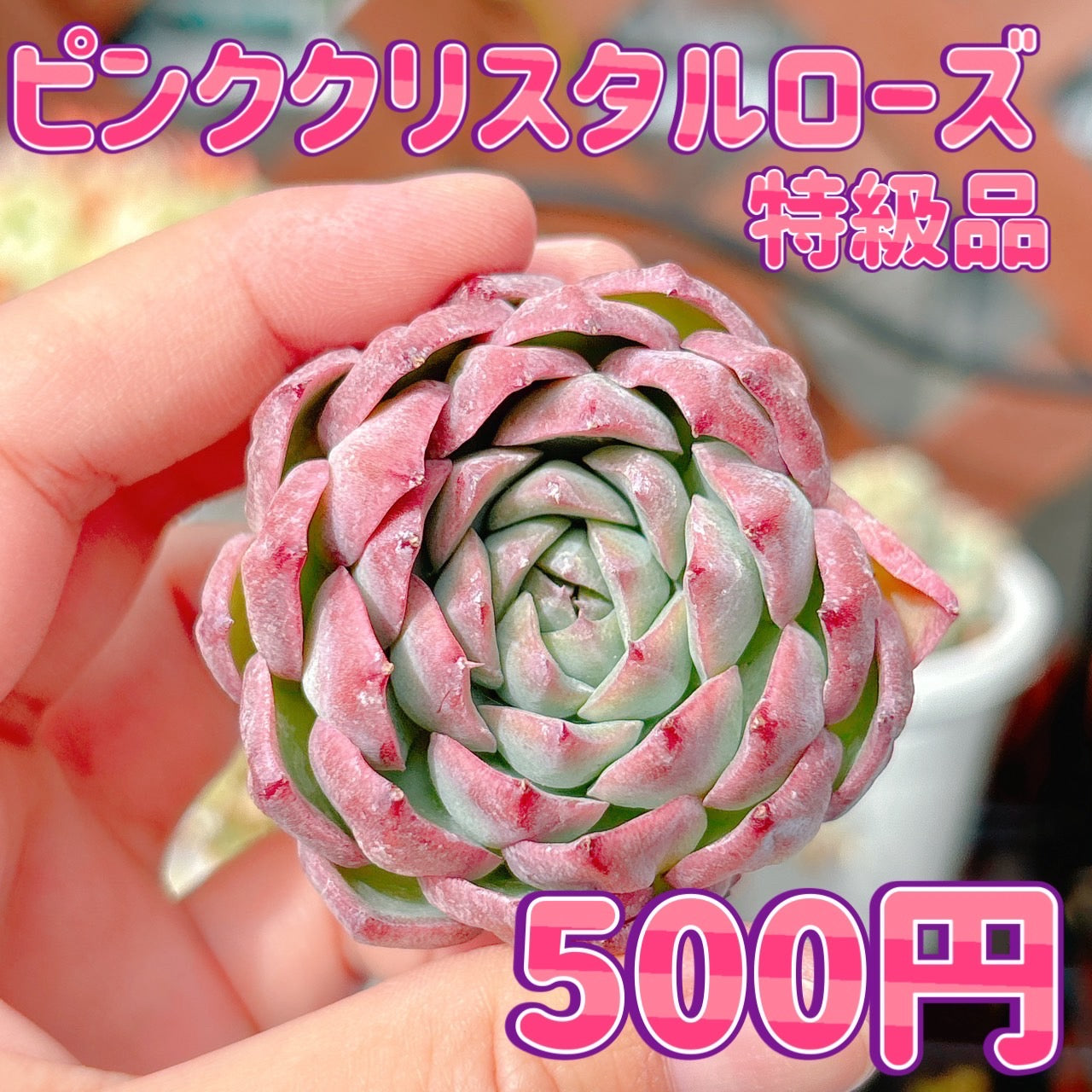 ピンククリスタルローズ 特級品 – Bull Succulent
