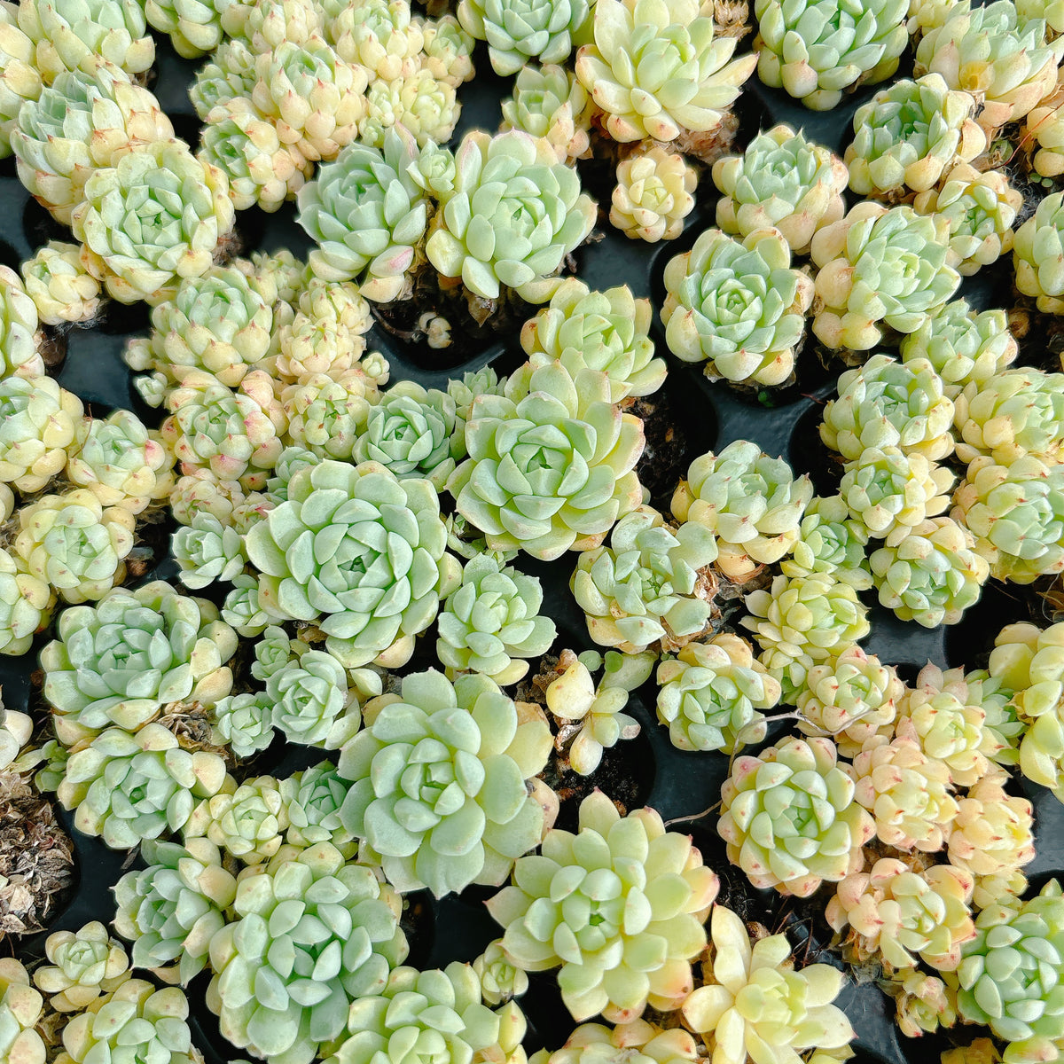 ボールオブファット A品 – Bull Succulent