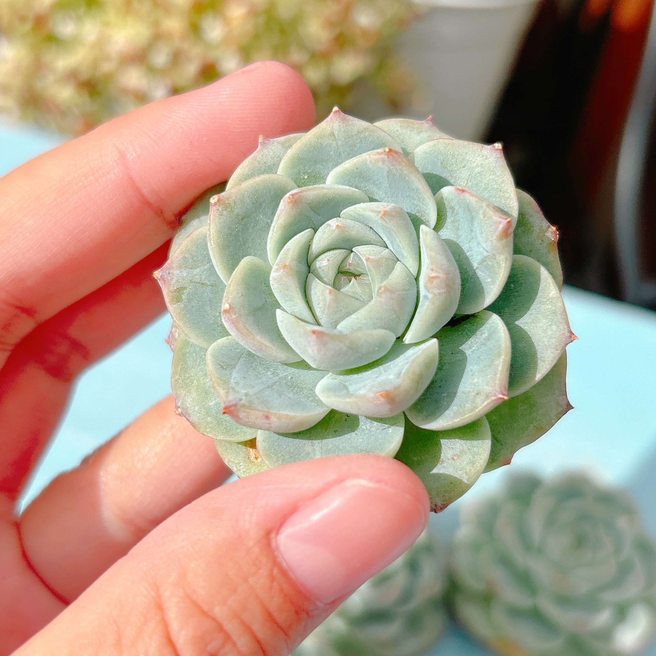 IMG_0787_01bf085a-2961-46df-