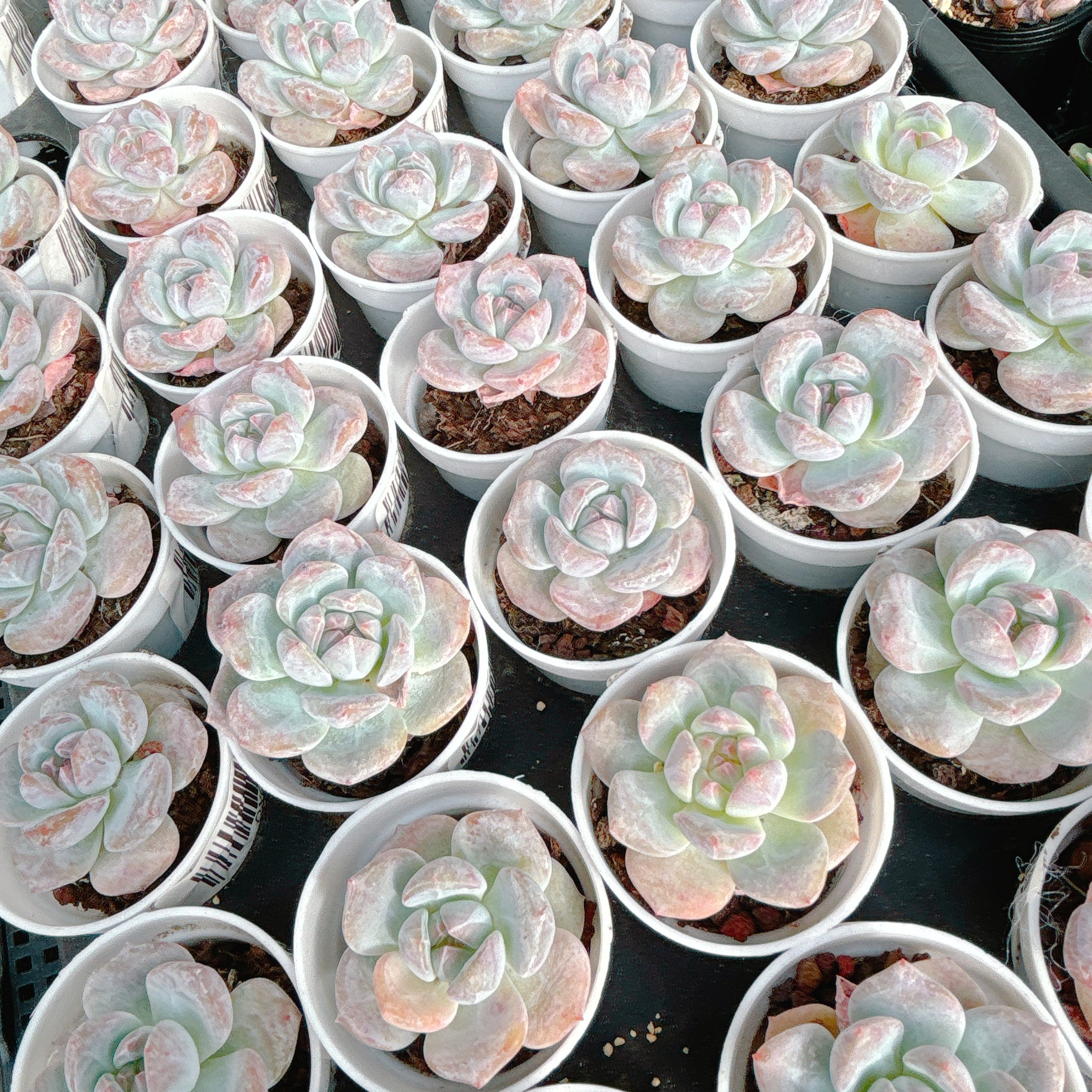 ダイヤモンドモンロー A品 – Bull Succulent