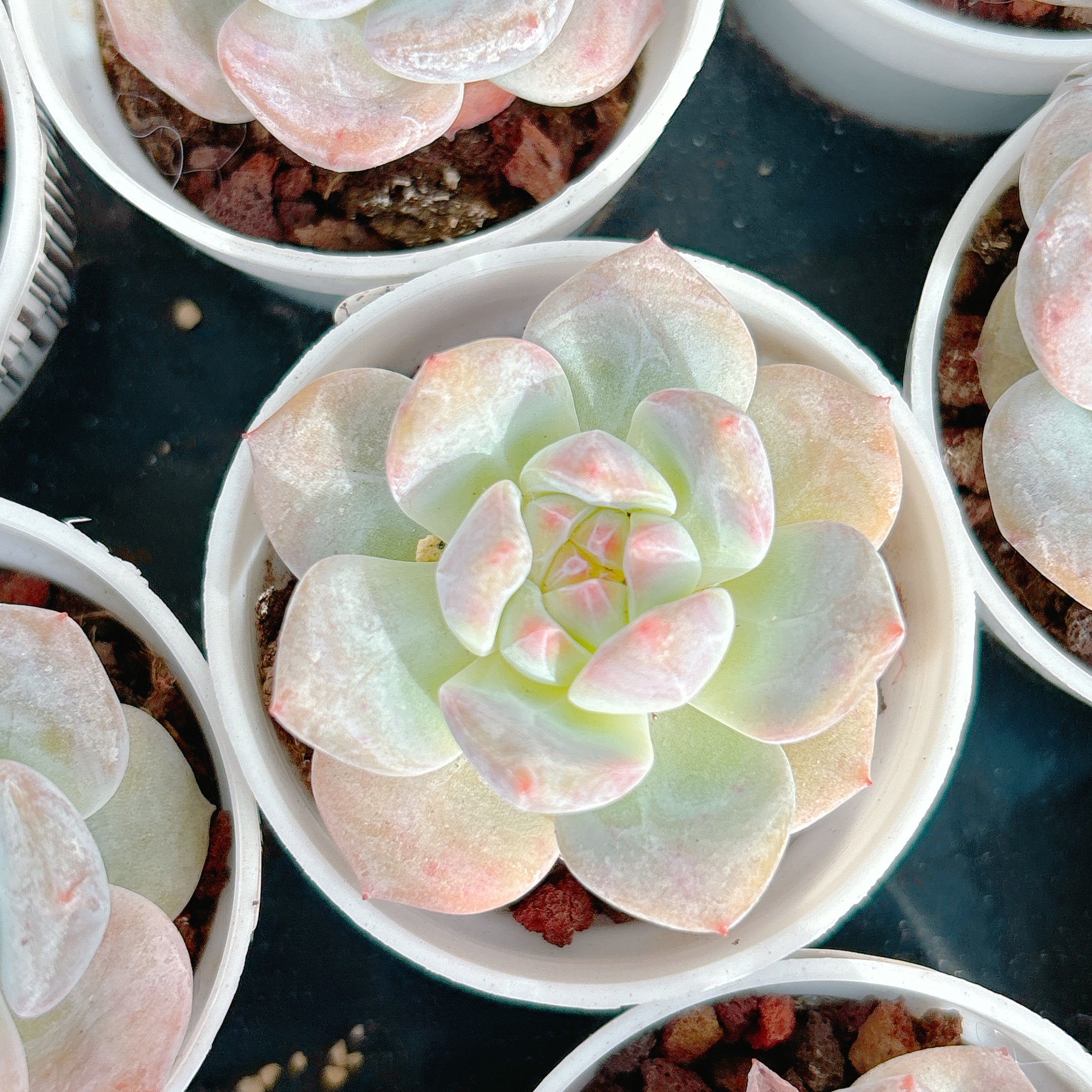 ダイヤモンドモンロー A品 – Bull Succulent