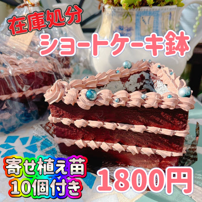 ショートケーキ鉢　　チョコレート