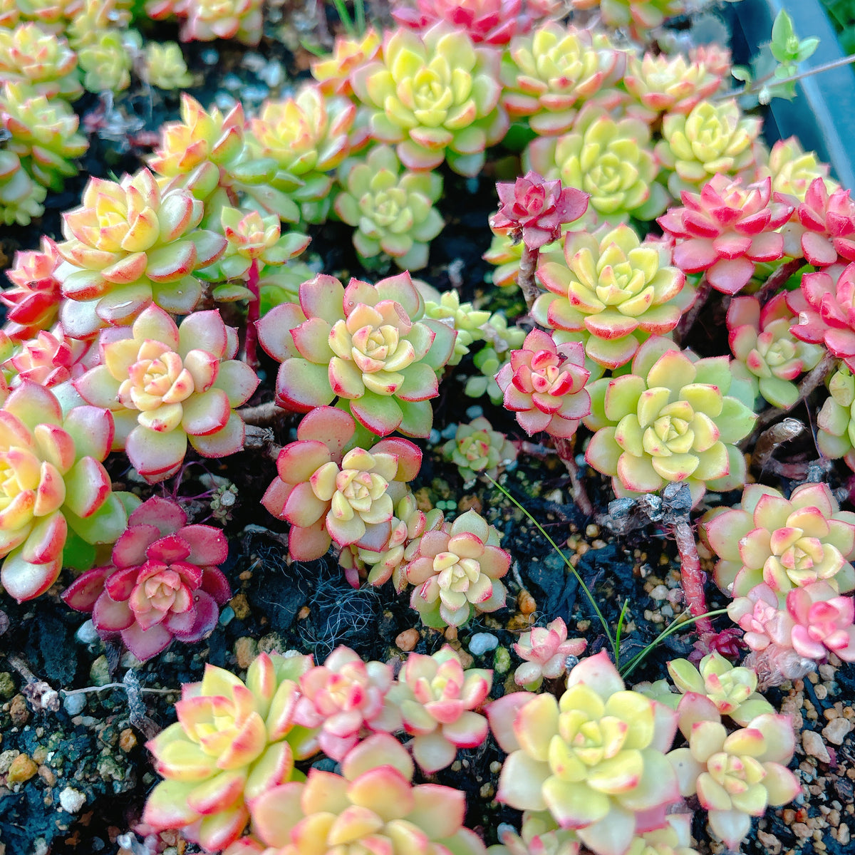 マジックジャムゴールド A品 1カット – Bull Succulent