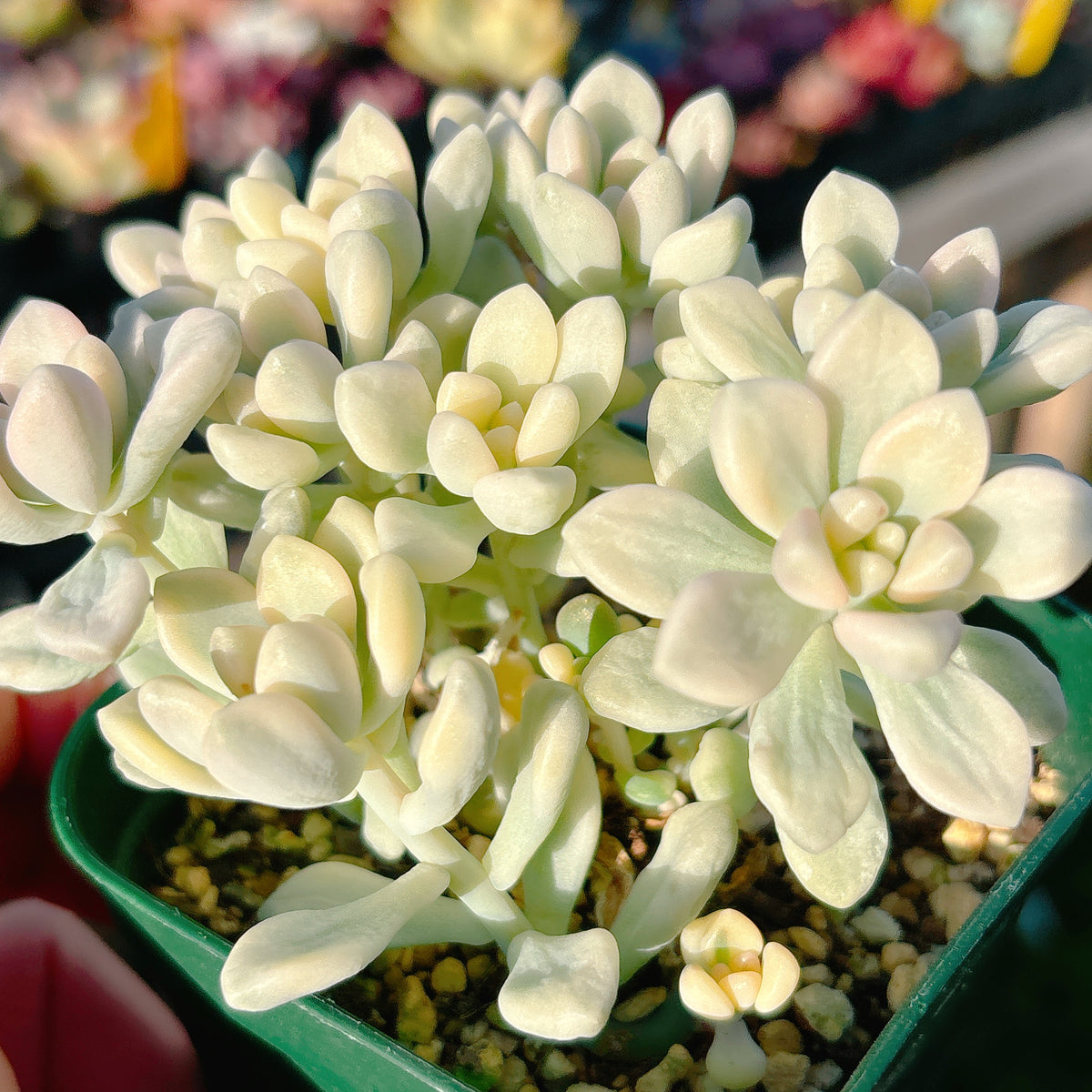 達磨姫秋麗錦 特級品 59 – Bull Succulent