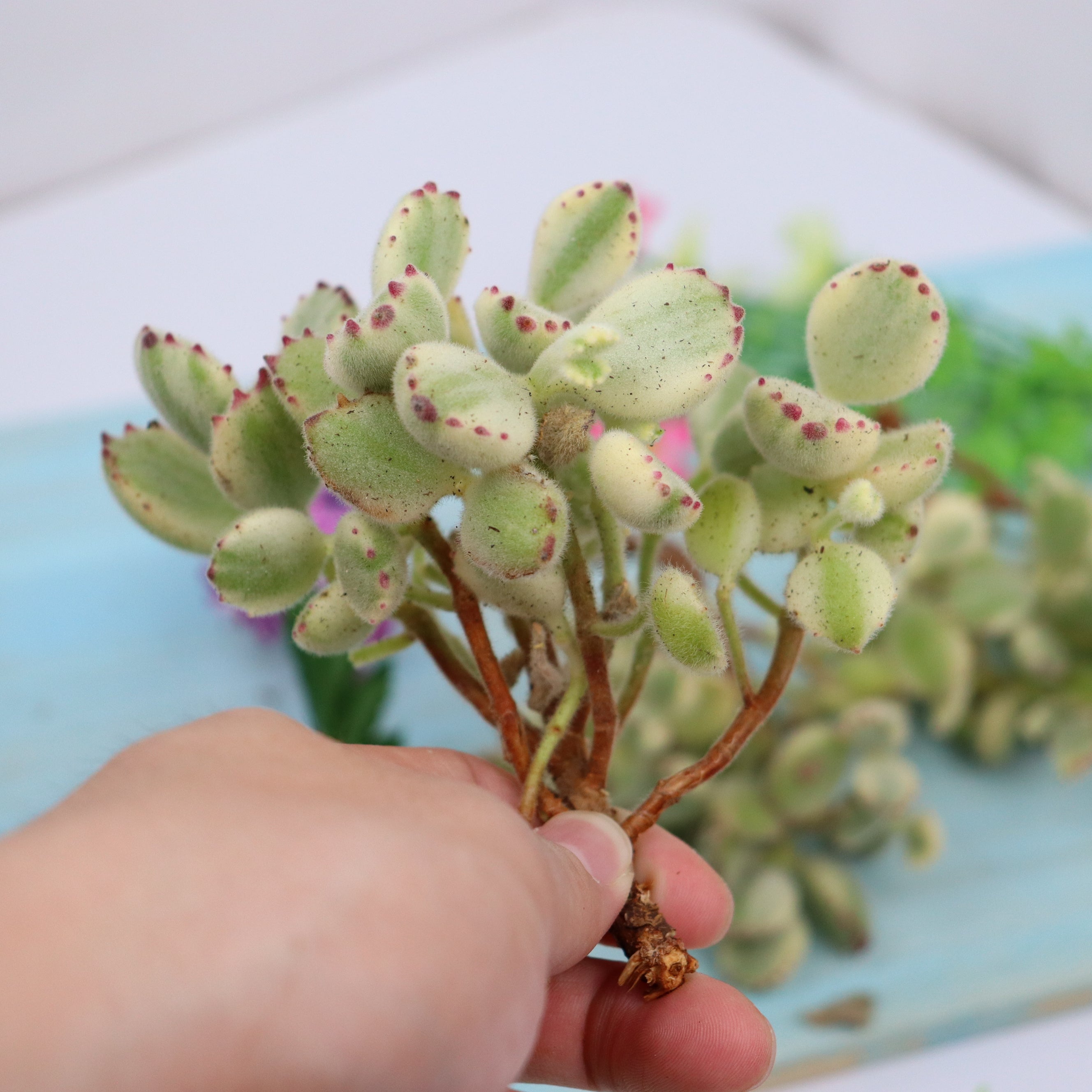 多肉植物 熊童子 抜き苗 - その他多肉植物