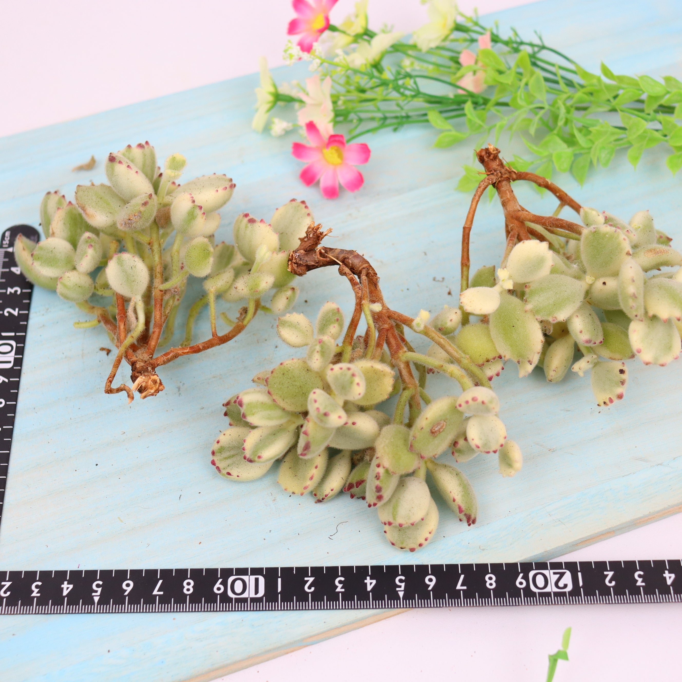 熊童子錦 – Bull Succulent